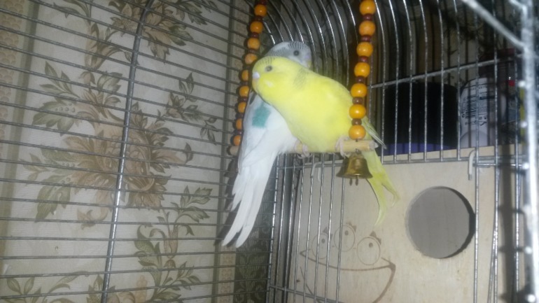 Птички мои, ручные, летают уже)))