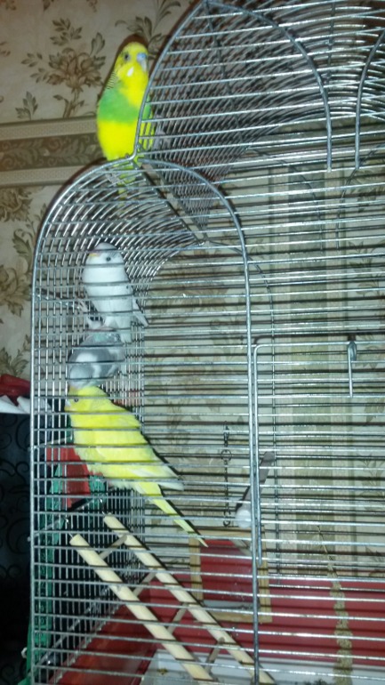 Птички мои, ручные, летают уже)))