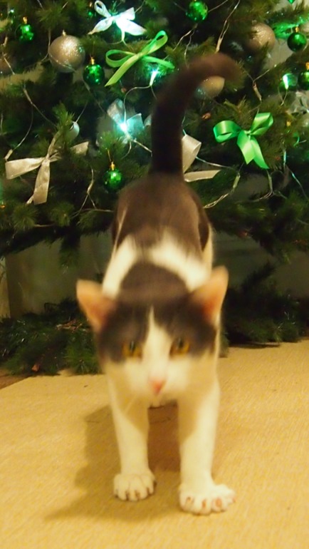 Olympus E-PL3. Помогите разобраться