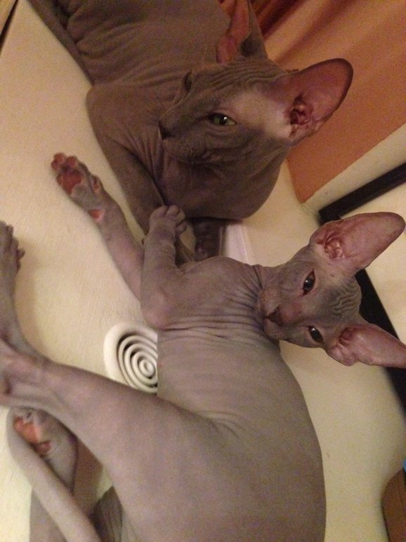 Мыша уехала...