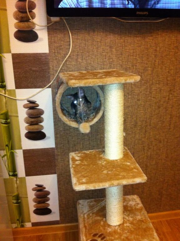 Бедная моя Лю((((