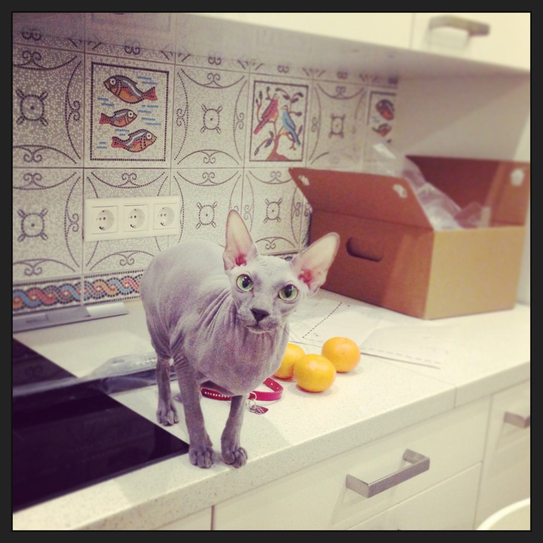 Животные в новом доме)