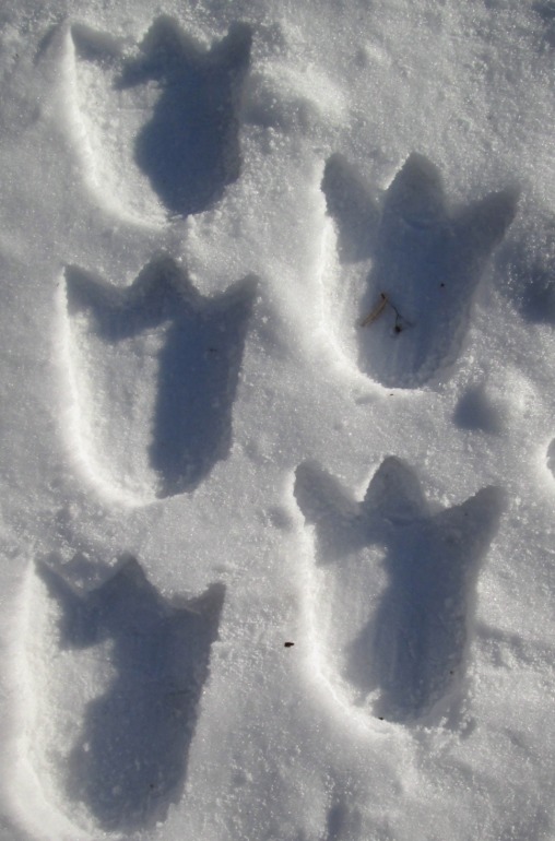 Это след от крокомота? Или это бигидил?