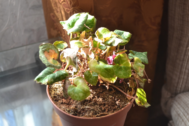 Как спасти цикломен?