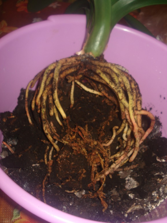 Кливия гниет