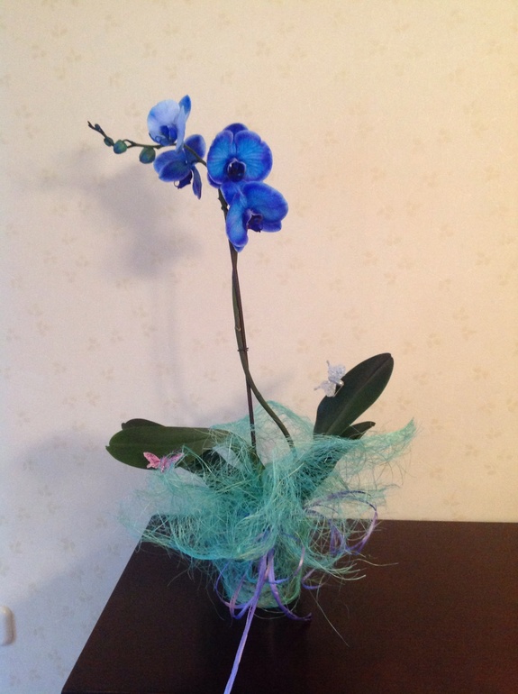 Орхидея.как ухаживать?