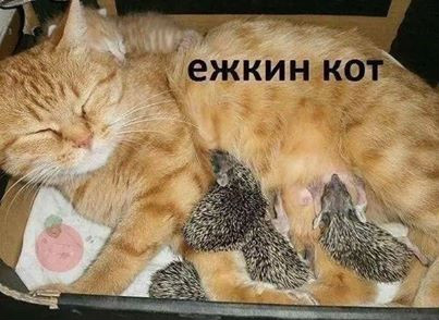 Ежкин кот!)))