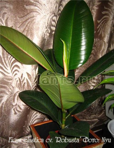 спасите фикус!!!