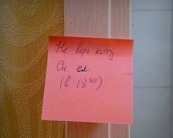 Коварный кошак