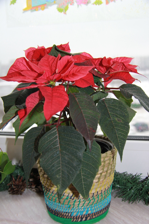 Наряжаемся....