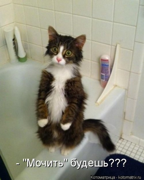 Смешные и забавные.....