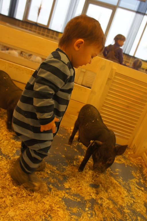 Случайный зоопарк