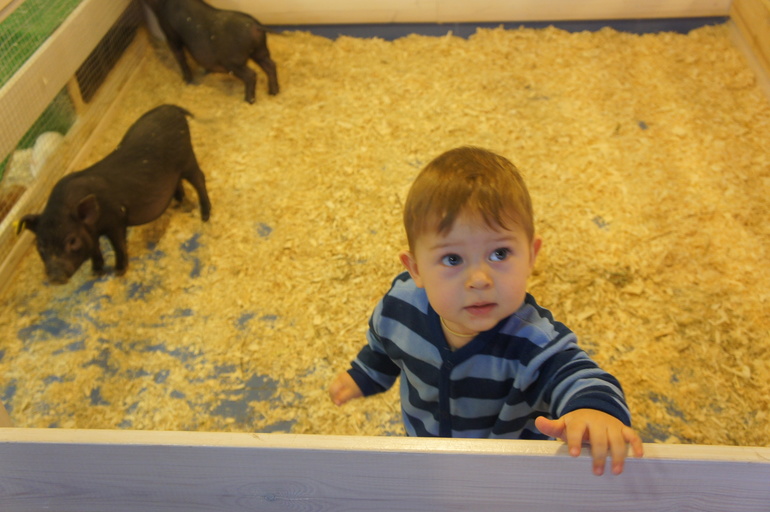 Случайный зоопарк