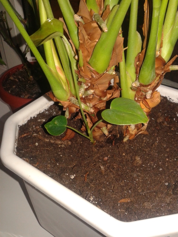 Что делать?