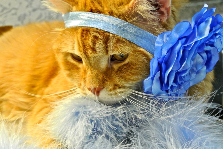 Девочки! С Новым годом!