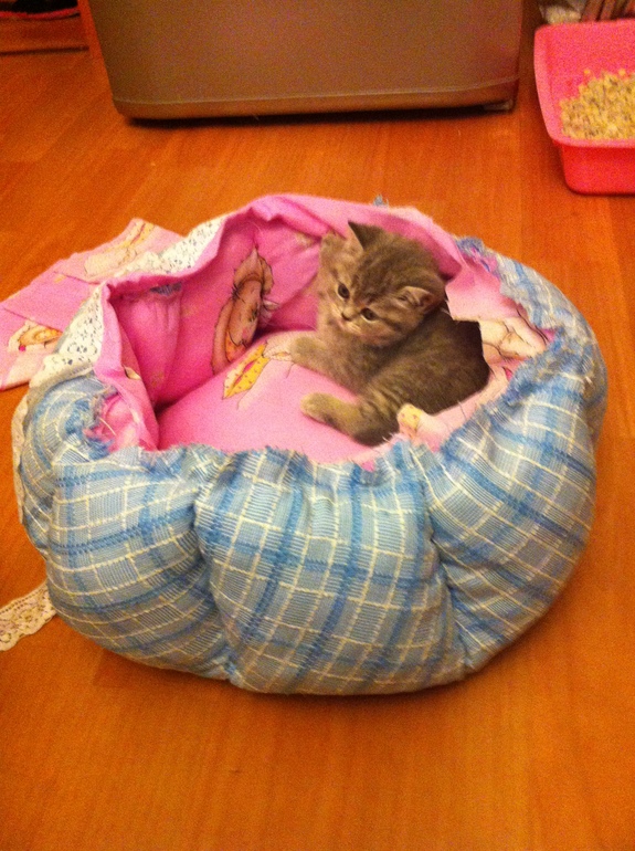 подарок для любимца своими руками!