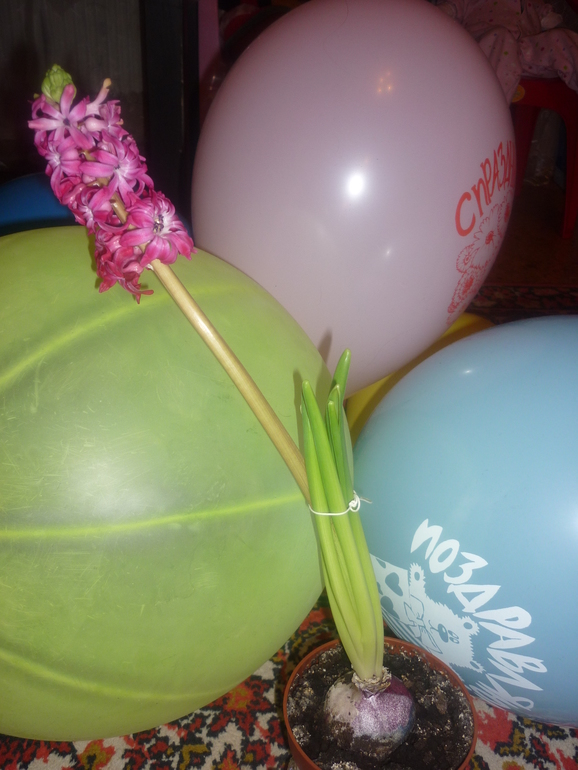 Гиацинт ко дню рождения дочери