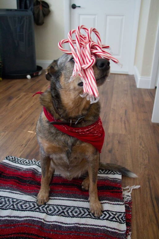 Новогодний пес)))