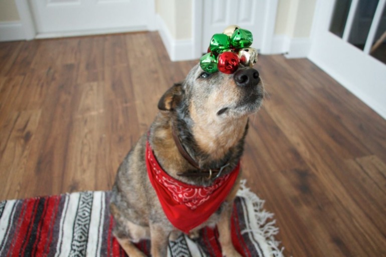 Новогодний пес)))