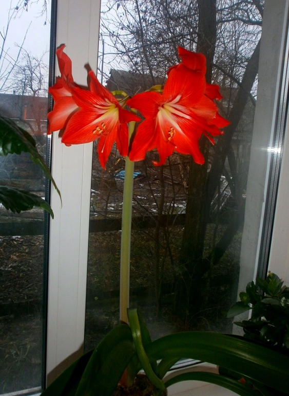 Гипик сделал подарок к новому году