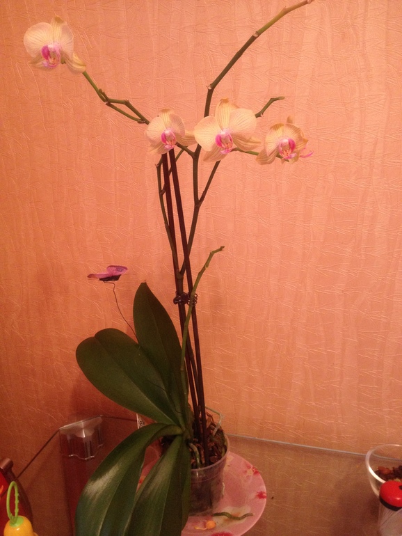 Мнение о состоянии орхидеи