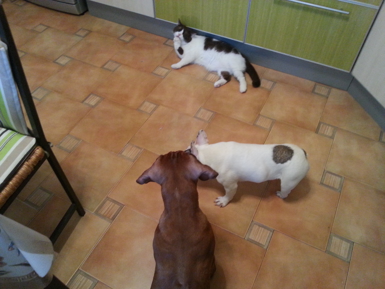 Булка, Шаня, Стёпа