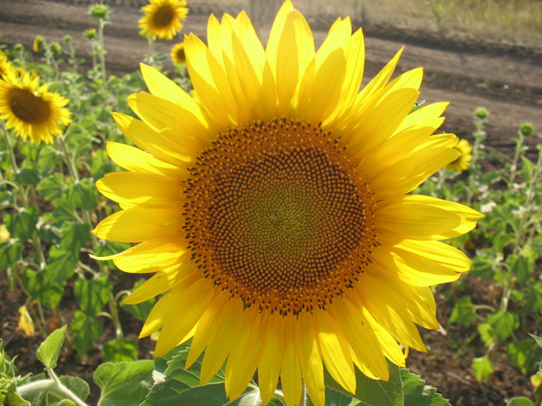 Контрольное задание № 9. Использование масок слоев