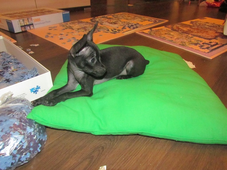 Ребенок и щенок