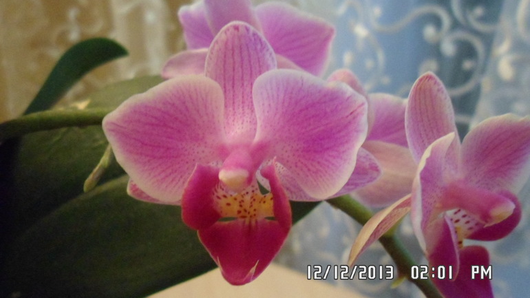 Долгожданное цветение орхидеи