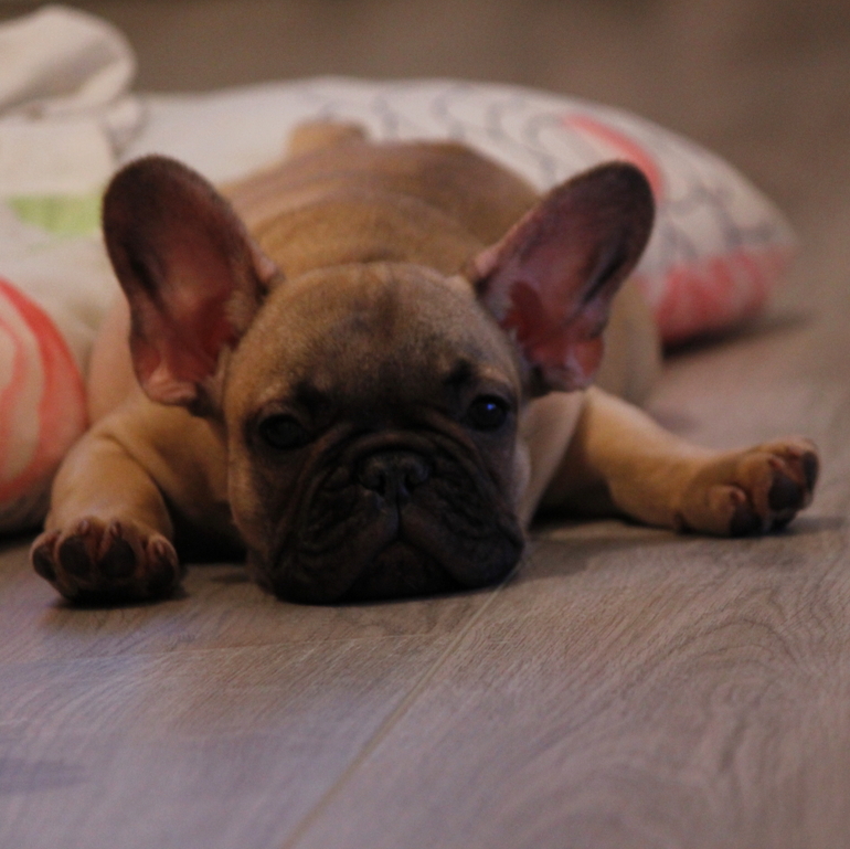 Вот такой подарок от Деда Мороза!