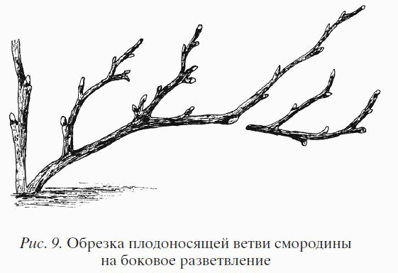 Садово-огородный марафон день 7