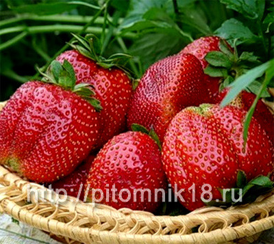 Какую Землянику садовую посадить на участке?