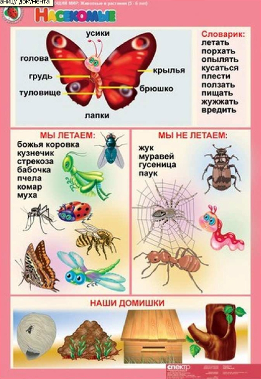 ТН Насекомые