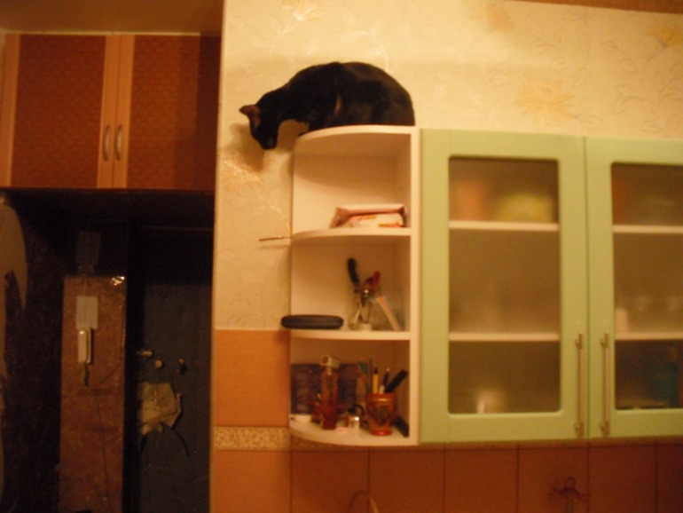 Мой кот Дали