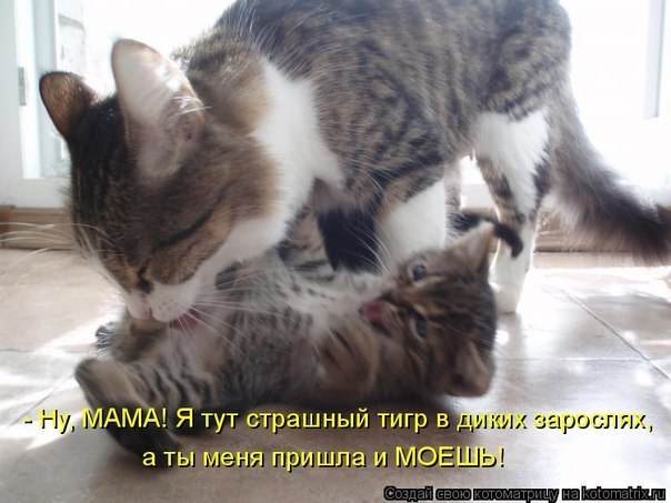 Все любят котиков!