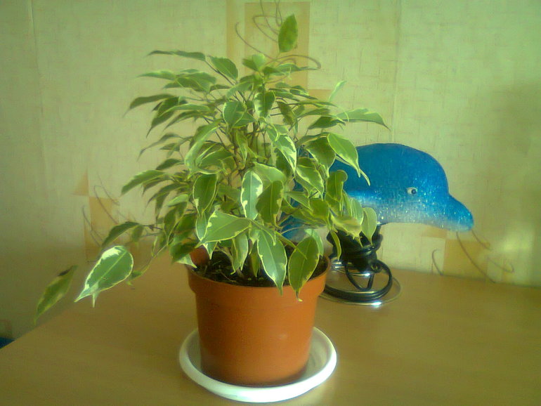 приобрела)))