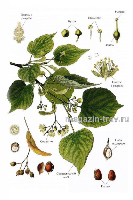 Растения
