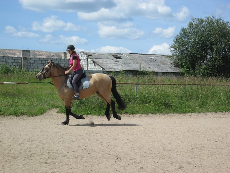 Мои кони)