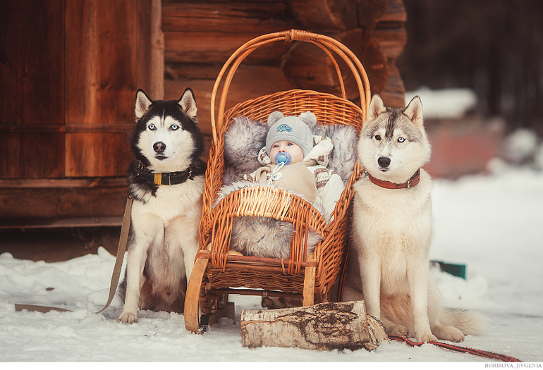 Зимняя прогулка с хасками:)))