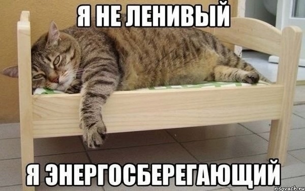 О кошках и не только...