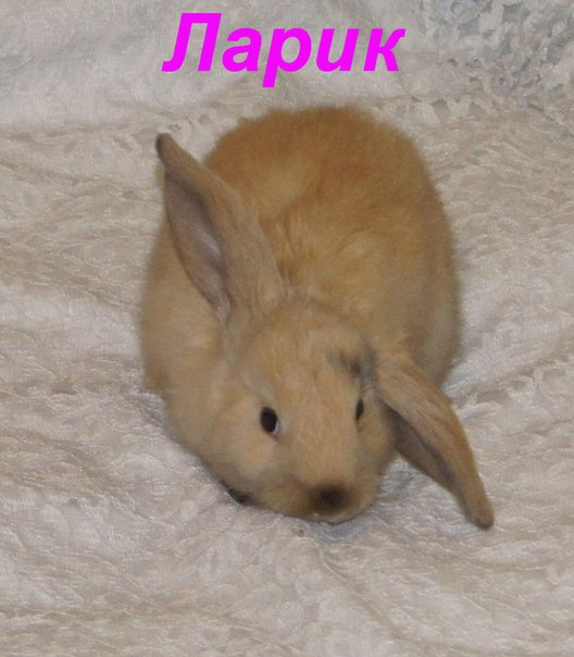 Наш плюшевый зайчик