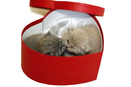 День Влюблённых