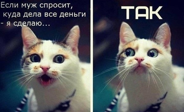 О кошках и не только...