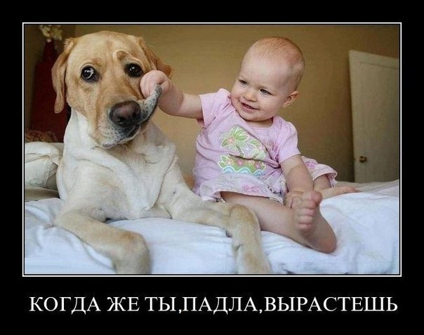 Терпению домашних питомцев посвящается