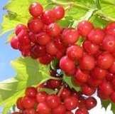 Сметанник "Солнышко"