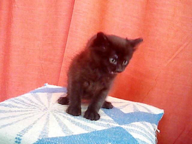 Котята в добрые руки.г.Крымск