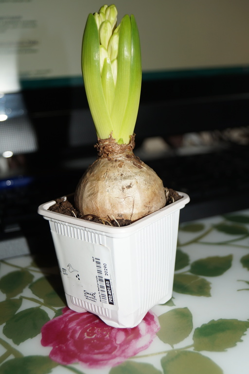 hyacinthus