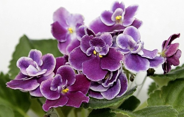 Mac’s Glacial Grape