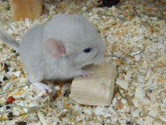 Продам шиншиллу!!