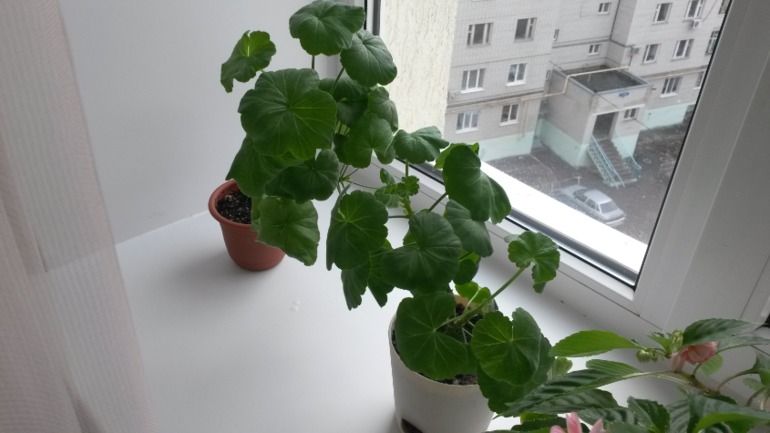 Еще мои цветики.